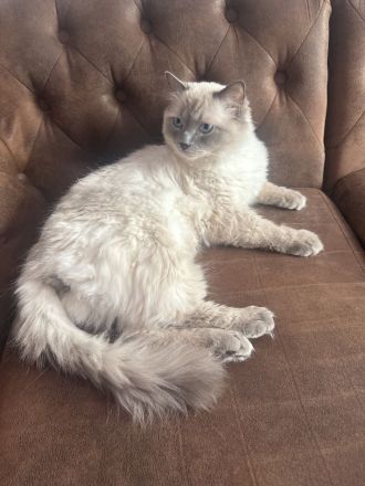 Ragdoll-Deckkater mit Deckerfahrung - traumhaft schön & sanft