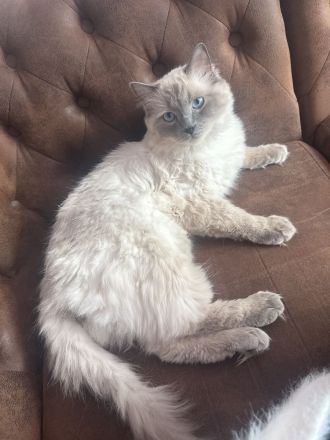 Ragdoll-Deckkater mit Deckerfahrung - traumhaft schön & sanft