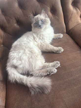 Ragdoll-Deckkater mit Deckerfahrung - traumhaft schön & sanft