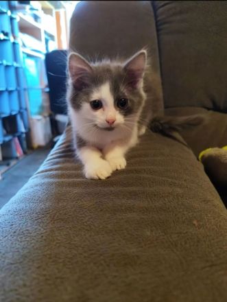 BKH Main Coon Mix Kitten Abgabebereit