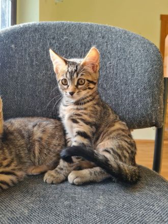 Bengal-Maine Coon Kitten