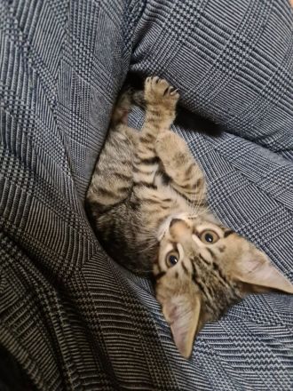 Bengal-Maine Coon Kitten