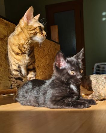 Bengal-Maine Coon Kitten