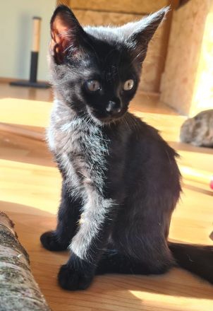 Bengal-Maine Coon Kitten