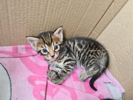 Bengal-Maine Coon Kitten