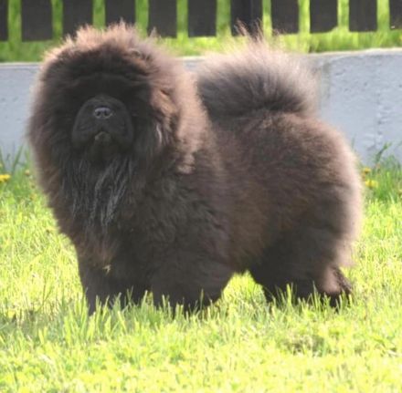 Fabelhaftes 5,5 Monate altes schwarzes Chow-Chow Mädchen.