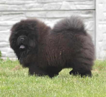 Fabelhaftes 5,5 Monate altes schwarzes Chow-Chow Mädchen.