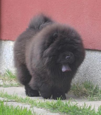 Fabelhaftes 5,5 Monate altes schwarzes Chow-Chow Mädchen.