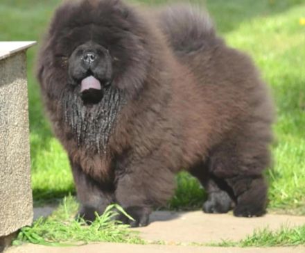 Fabelhaftes 5,5 Monate altes schwarzes Chow-Chow Mädchen.