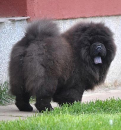 Fabelhaftes 5,5 Monate altes schwarzes Chow-Chow Mädchen.