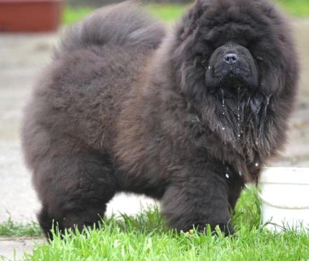 Fabelhaftes 5,5 Monate altes schwarzes Chow-Chow Mädchen.