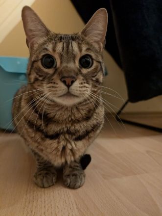 2 Bengalmädchen (Geschwister) abzugeben