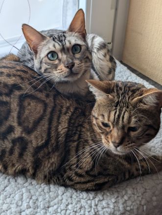 2 Bengalmädchen (Geschwister) abzugeben