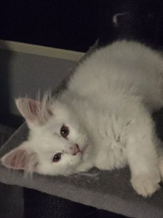 Maine coonis suchen ein neues Zuhause