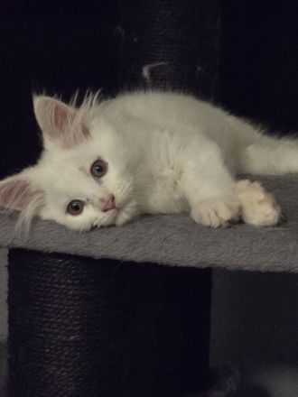 Maine coonis suchen ein neues Zuhause