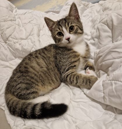 Britisch Kurzhaar Kitten