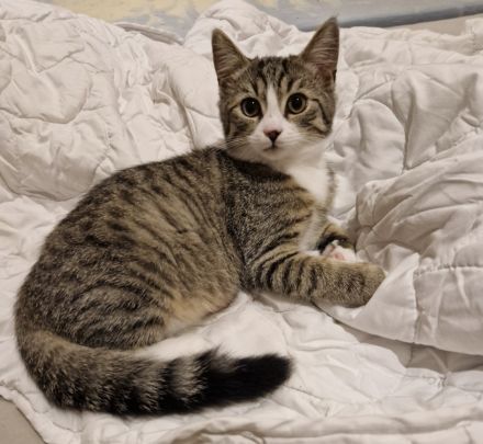 Britisch Kurzhaar Kitten