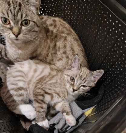 Britisch Kurzhaar Kitten