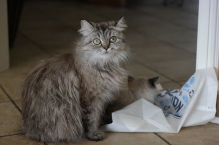 Britisch Kurzhaar Kitten