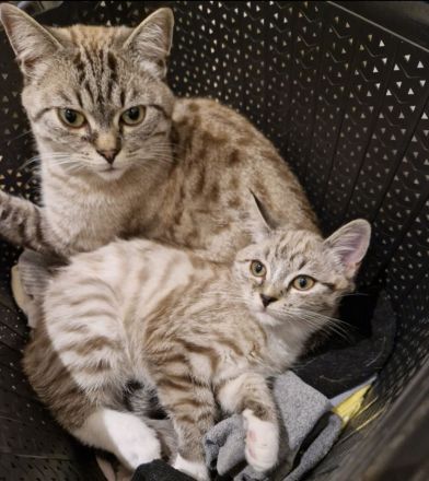 Britisch Kurzhaar Kitten