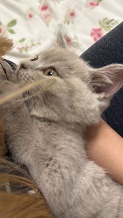 Britisch Kurzhaar Kitten (weiblich, lilac) – Abgabe ab dem 21.05.