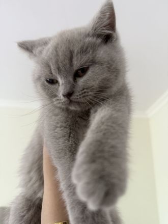 Britisch Kurzhaar Kitten (weiblich, lilac) – Abgabe ab dem 21.05.