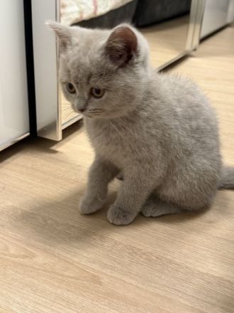 Britisch Kurzhaar Kitten (weiblich, lilac) – Abgabe ab dem 21.05.
