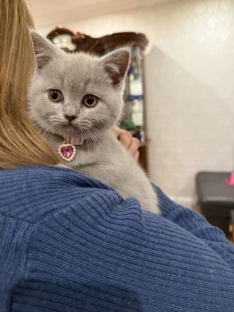 Britisch Kurzhaar Kitten (weiblich, lilac) – Abgabe ab dem 21.05.