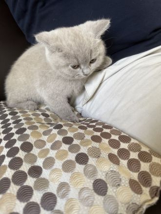 Britisch Kurzhaar Kitten (weiblich, lilac) – Abgabe ab dem 21.05.