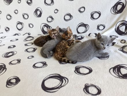 Abgabebereit! Letzter Bengal Kitten des Wurfs -reinrassig von offiziellen Züchter