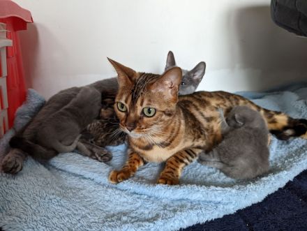 Abgabebereit! Letzter Bengal Kitten des Wurfs -reinrassig von offiziellen Züchter