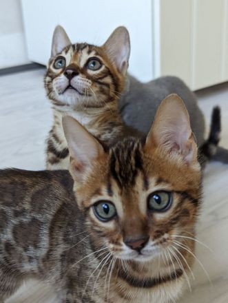 Abgabebereit! Letzter Bengal Kitten des Wurfs -reinrassig von offiziellen Züchter