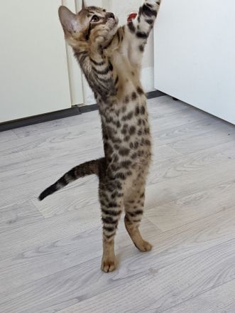 Abgabebereit! Letzter Bengal Kitten des Wurfs -reinrassig von offiziellen Züchter