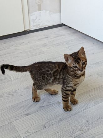 Abgabebereit! Letzter Bengal Kitten des Wurfs -reinrassig von offiziellen Züchter