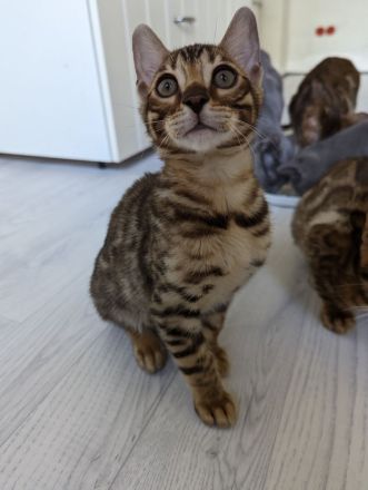 Abgabebereit! Letzter Bengal Kitten des Wurfs -reinrassig von offiziellen Züchter