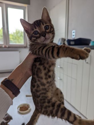 Abgabebereit! Letzter Bengal Kitten des Wurfs -reinrassig von offiziellen Züchter