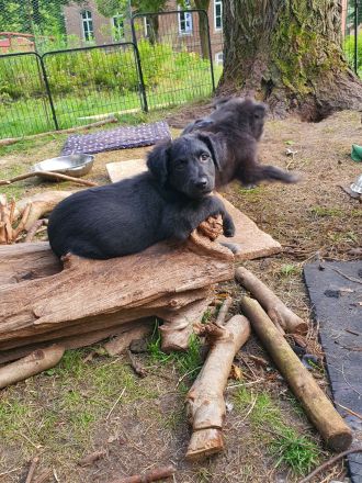 Einzigartige Goldendoodel/Hütehund × griechischer Hütehund/Bracke Welpen
