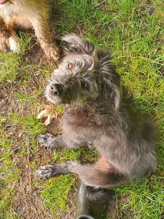 Einzigartige Goldendoodel/Hütehund × griechischer Hütehund/Bracke Welpen