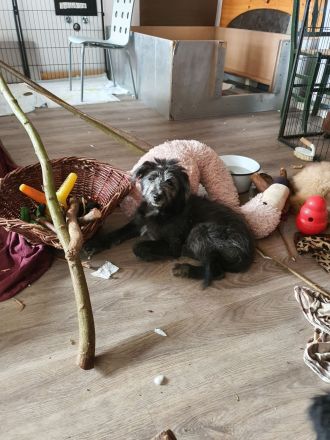 Einzigartige Goldendoodel/Hütehund × griechischer Hütehund/Bracke Welpen