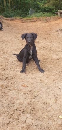 Einzigartige Goldendoodel/Hütehund × griechischer Hütehund/Bracke Welpen