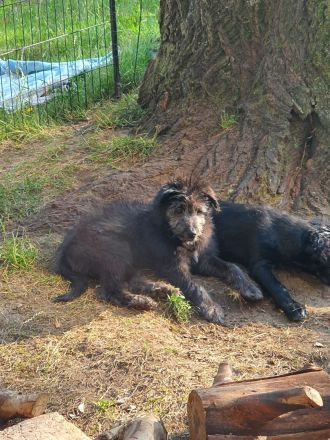 Einzigartige Goldendoodel/Hütehund × griechischer Hütehund/Bracke Welpen