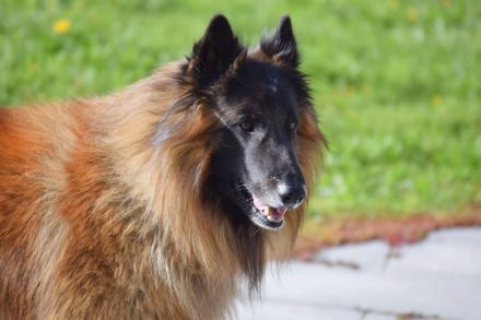 Tervueren Belgischer Schäferhund Welpe mit FCI-Dokumenten