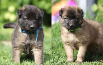 Tervueren Belgischer Schäferhund Welpe mit FCI-Dokumenten