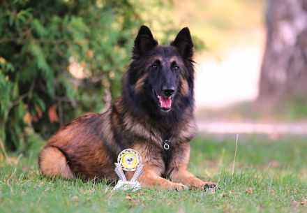 Tervueren Belgischer Schäferhund Welpe mit FCI-Dokumenten