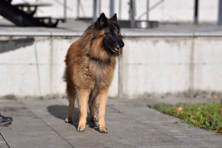 Tervueren Belgischer Schäferhund Welpe mit FCI-Dokumenten