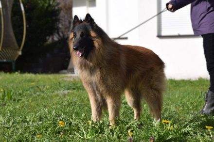 Tervueren Belgischer Schäferhund Welpe mit FCI-Dokumenten