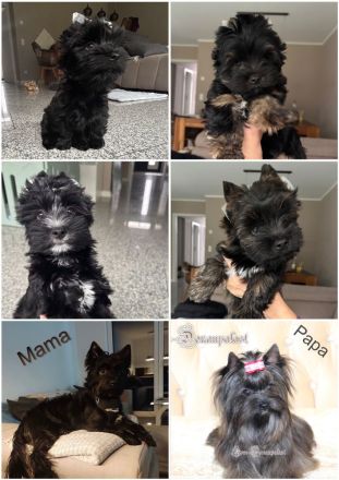 Yorkshire Terrier Welpen