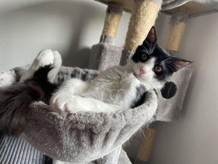 Zwei sehr süße junge Kater suchen ein liebevolles Zuhause