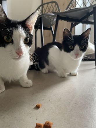 Zwei sehr süße junge Kater suchen ein liebevolles Zuhause