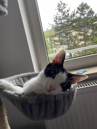 Zwei sehr süße junge Kater suchen ein liebevolles Zuhause